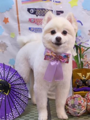 20240514ぽこちゃん